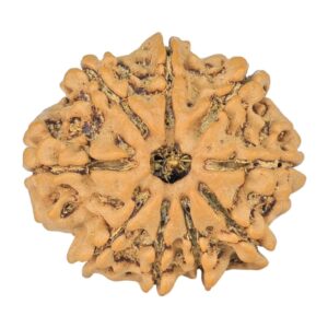 9 Mukhi Rudraksha 23.7mm 3.27gm