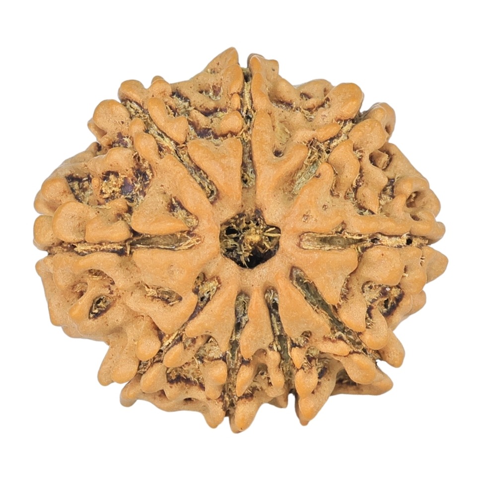 9 Mukhi Rudraksha 23.7mm 3.27gm - Rudraksha