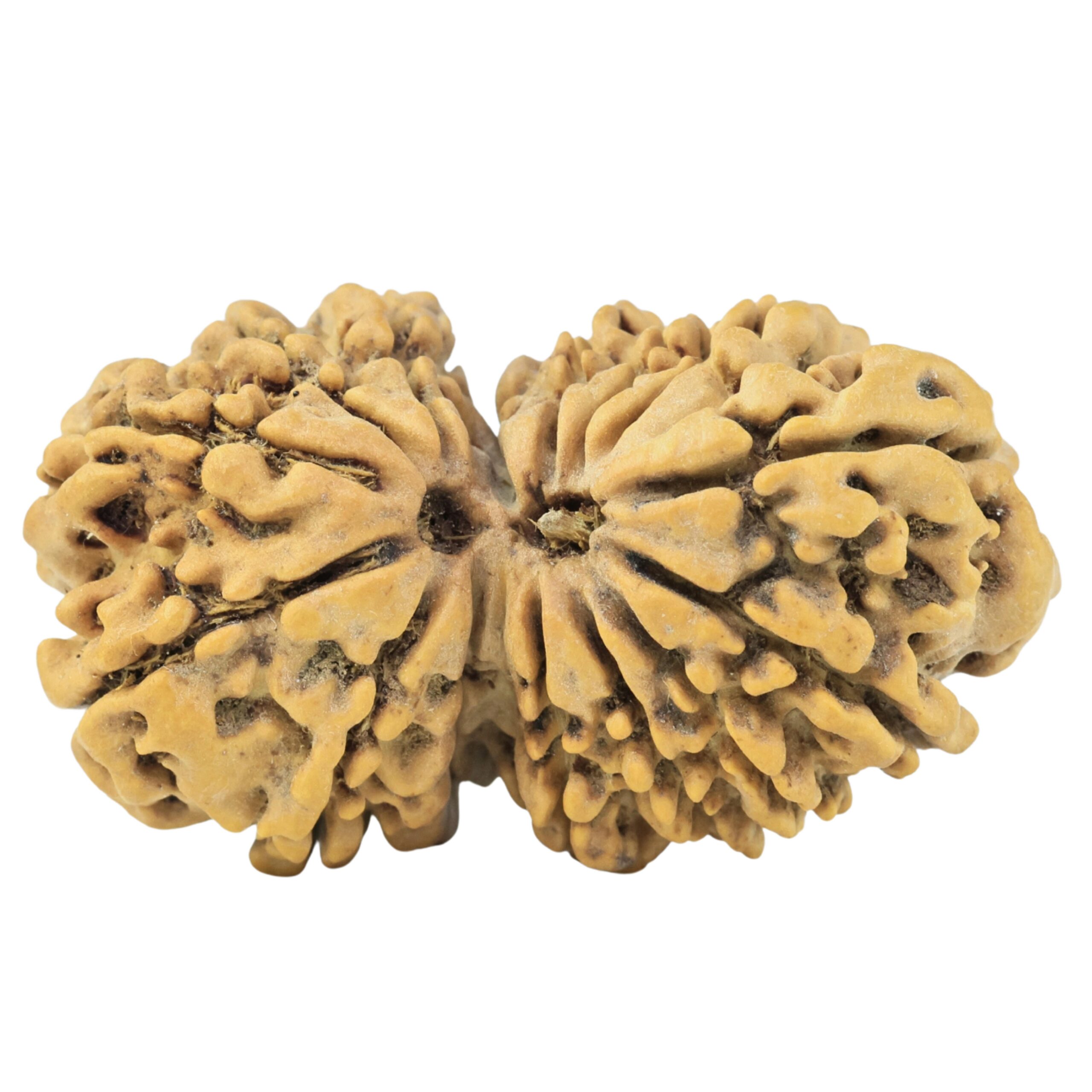 15 MK Gaurishankar 33.9mm 5.18gm - Rudraksha