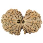 14 Mk Gaurishankar 30.6mm 4.9gm - Rudraksha