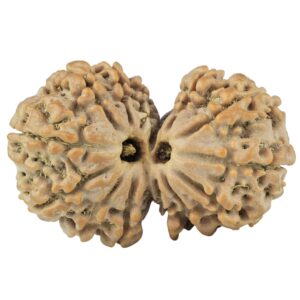 14 Mk Gaurishankar 30.6mm 4.9gm - Rudraksha