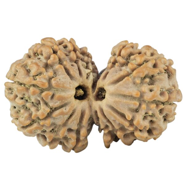 14 Mk Gaurishankar 30.6mm 4.9gm - Rudraksha