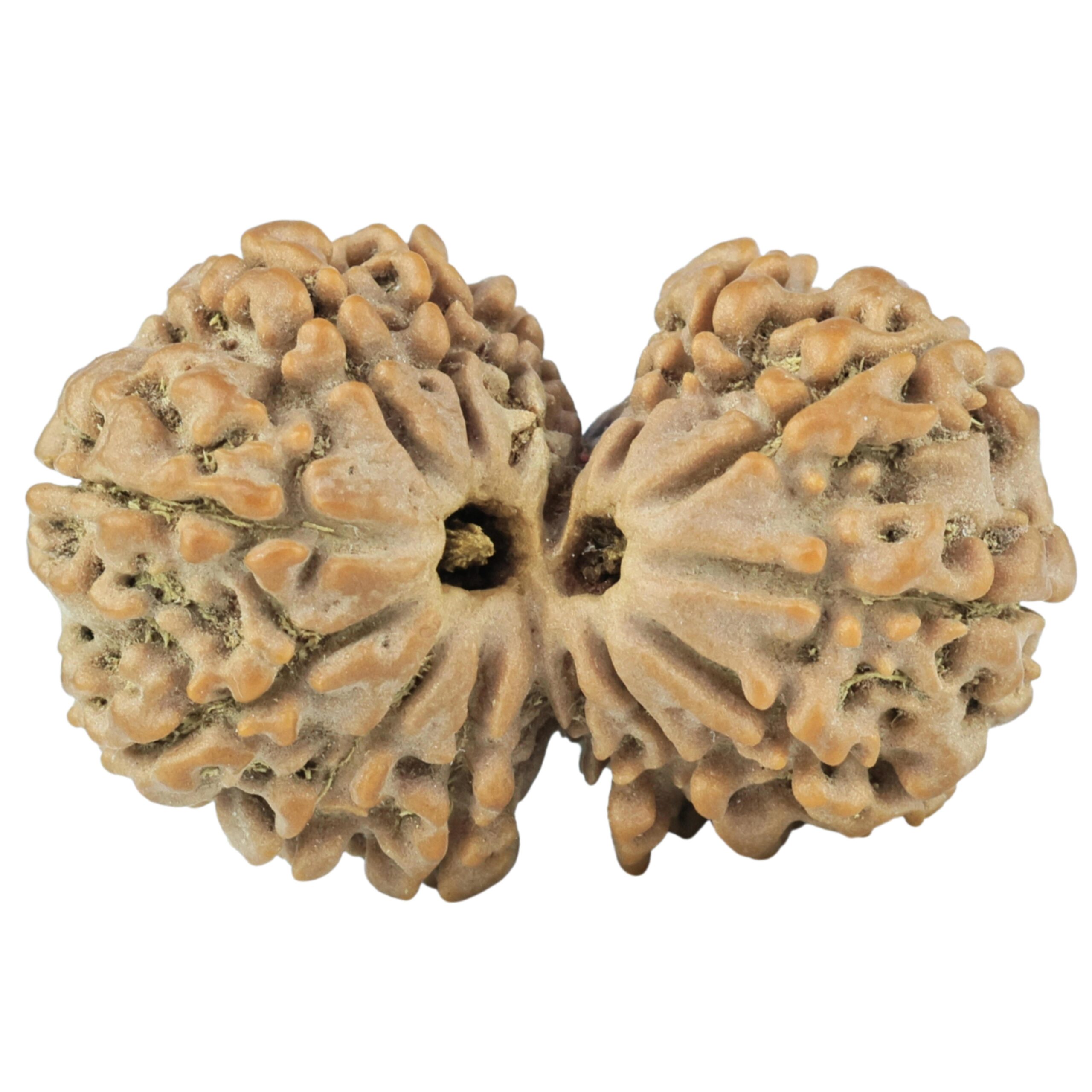 14 Mk Gaurishankar 30.6mm 4.9gm - Rudraksha