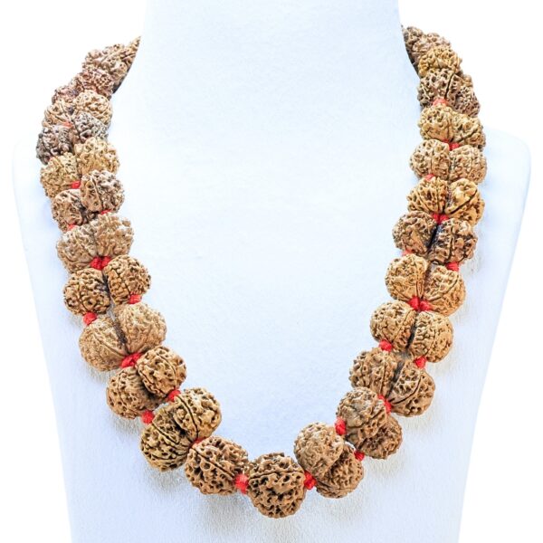 7 Mukhi Gaurishankar Nepali Kantha - Rudraksha Zoom Image