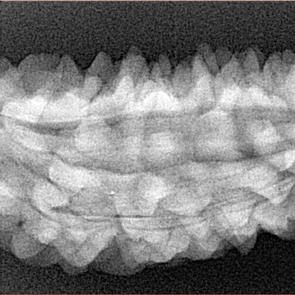 1 Mukhi Rudraksha 50.5mm 6.34gm - Xray