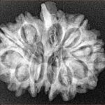 12 Mukhi G.S & Ganesh 27.7mm 4.1gm - Xray