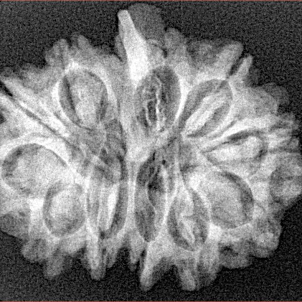 12 Mukhi G.S & Ganesh 27.7mm 4.1gm - Xray