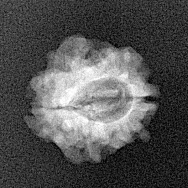 1 Mukhi Rudraksha 16.7mm 1.32gm - Xray