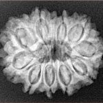 10 Mukhi Rudraksha 26.7mm 4.29gm - Xray
