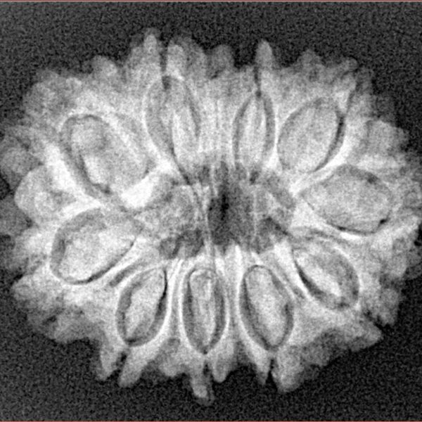 10 Mukhi Rudraksha 26.7mm 4.29gm - Xray