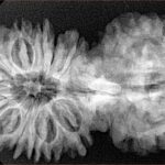 17 MK Gaurishankar 41.7mm 7.66gm - Xray