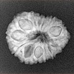 14 Mukhi Rudraksha 22.2mm 2.58gm - Xray