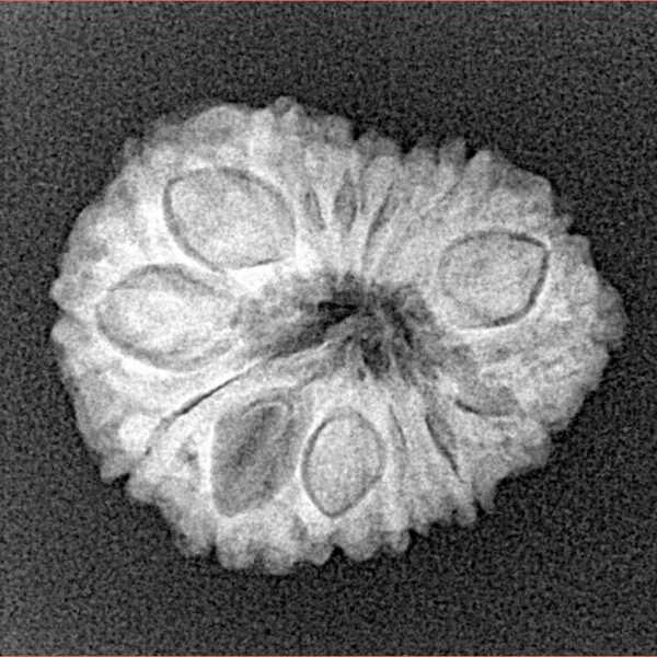 14 Mukhi Rudraksha 22.2mm 2.58gm - Xray