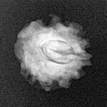 1 Mukhi Rudraksha 16.3mm 1.34gm - Xray