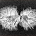 14 Mk Gaurishankar 29.7mm 4.16gm - Xray