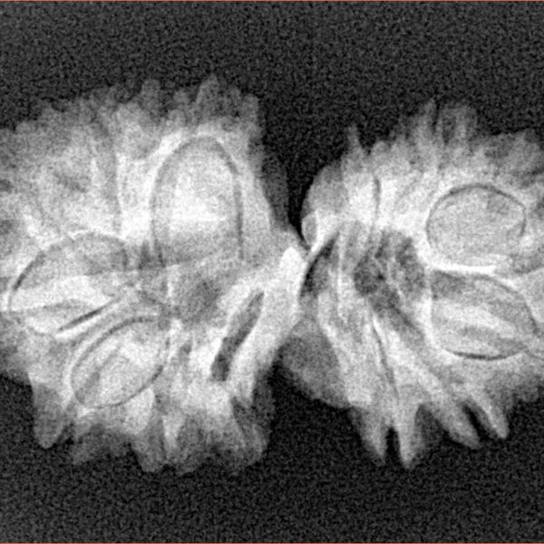 14 Mk Gaurishankar 29.7mm 4.16gm - Xray