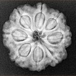 8 Mukhi Rudraksha 23.3mm 4.65gm - Xray