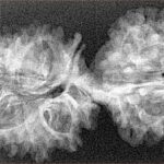 20 MK Gaurishankar 38mm 4gm - Xray