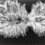 18 MK Gaurishankar 39.4mm 5.56gm - Xray