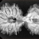 14 Mk Gaurishankar 35.6mm 6.21gm - Xray