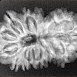 17 MK Gaurishankar 31.9mm 4.62gm - Xray