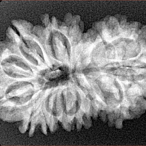 17 MK Gaurishankar 31.9mm 4.62gm - Xray