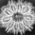 10 Mukhi Rudraksha 29.4mm 5.86gm - Xray