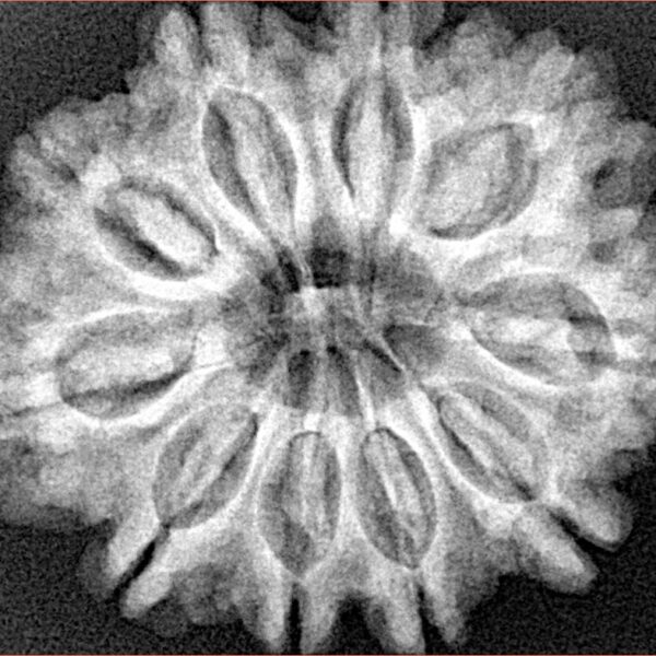 10 Mukhi Rudraksha 29.4mm 5.86gm - Xray