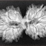 14 Mk Gaurishankar 34.2mm 5.28gm - Xray