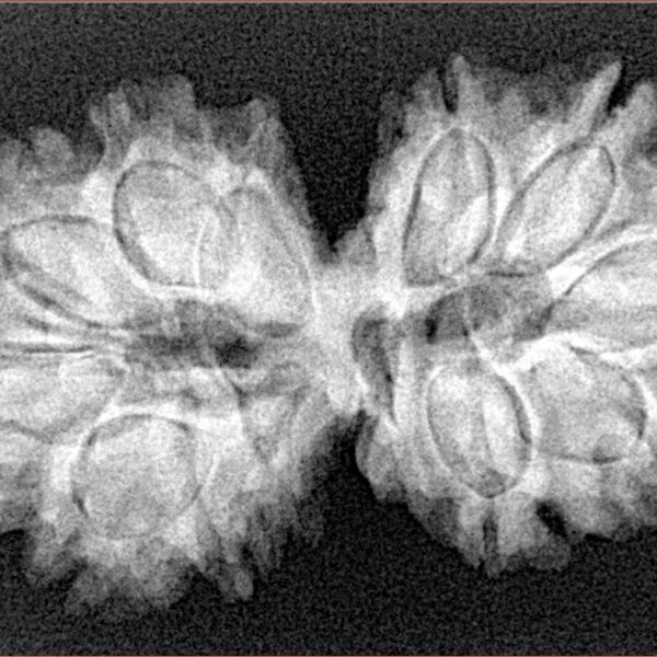 14 Mk Gaurishankar 34.2mm 5.28gm - Xray