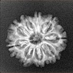 9 Mukhi Rudraksha 21mm 2.37gm - Xray