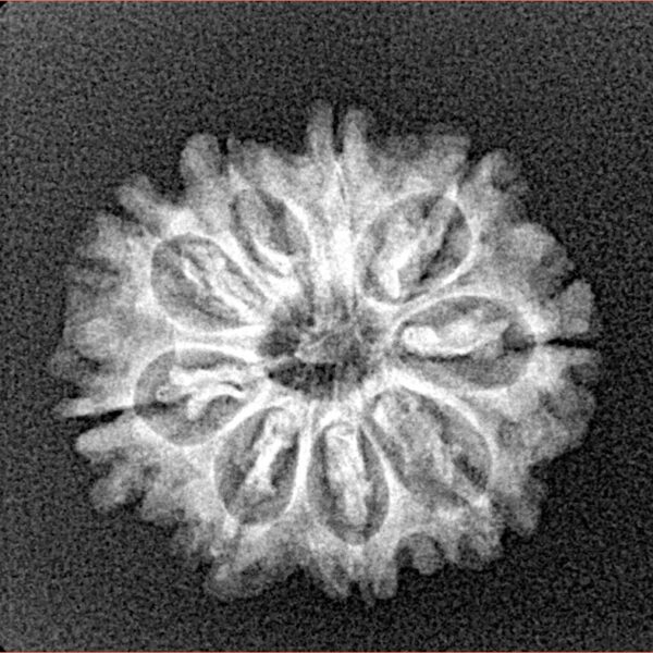 9 Mukhi Rudraksha 21mm 2.37gm - Xray