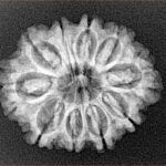 10 Mukhi Rudraksha 24.6mm 3.28gm - Xray
