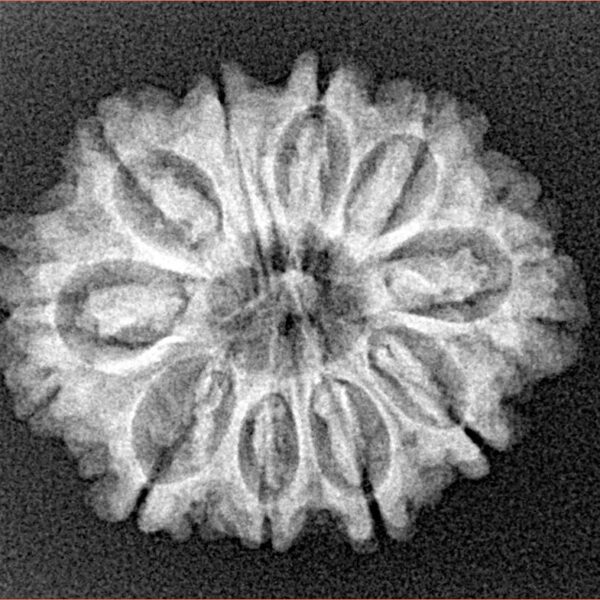 10 Mukhi Rudraksha 24.6mm 3.28gm - Xray