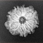 8 Mukhi Rudraksha 20.7mm 2.7gm - Xray