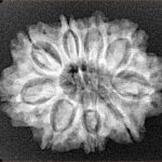 9 Mukhi Rudraksha 26.7mm 3.88gm - Xray