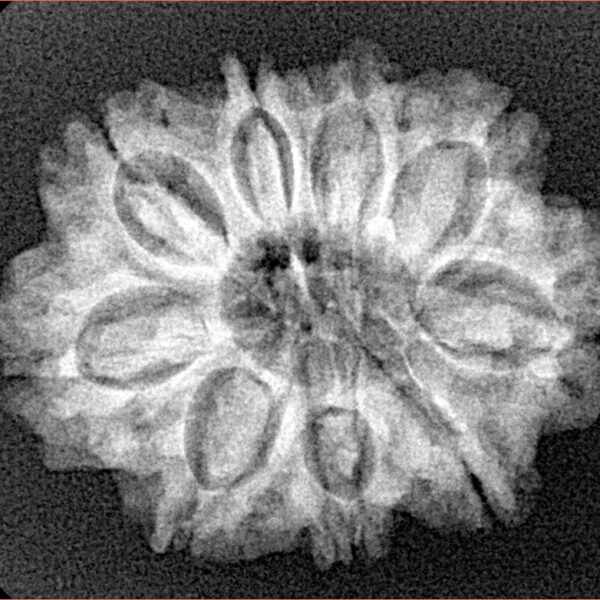 9 Mukhi Rudraksha 26.7mm 3.88gm - Xray