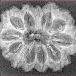 12 Mukhi Rudraksha 29.7mm 2.33gm - Xray