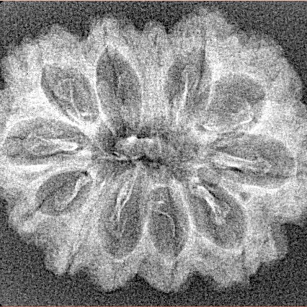 12 Mukhi Rudraksha 29.7mm 2.33gm - Xray