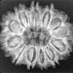 12 Mukhi Rudraksha 27mm 4.59gm - Xray