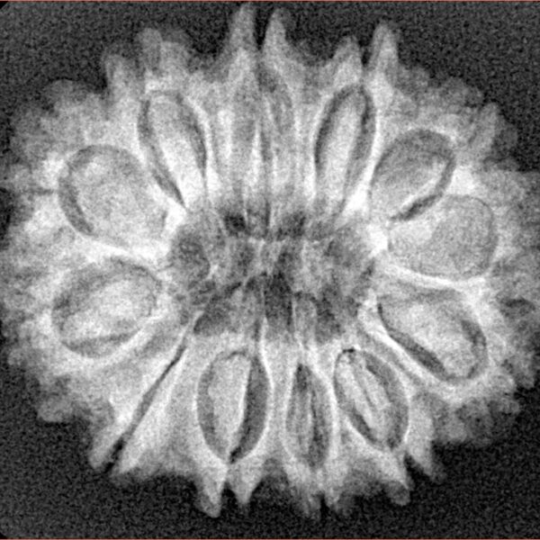 12 Mukhi Rudraksha 27mm 4.59gm - Xray
