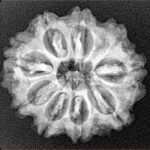 9 Mukhi Rudraksha 24mm 4.08gm - Xray