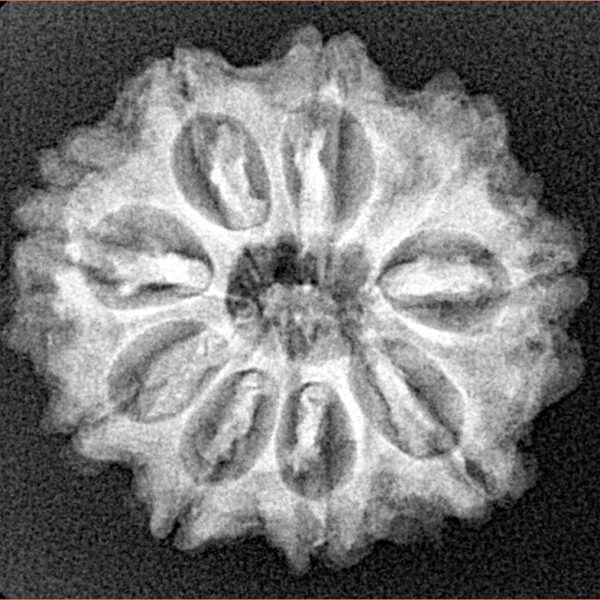 9 Mukhi Rudraksha 24mm 4.08gm - Xray