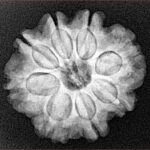 8 Mukhi Rudraksha 24mm 4.6gm - Xray