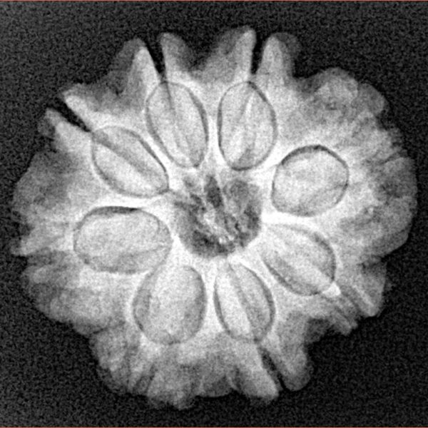 8 Mukhi Rudraksha 24mm 4.6gm - Xray