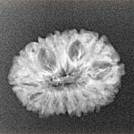 14 Mukhi Rudraksha 22.3mm 1.69gm - Xray