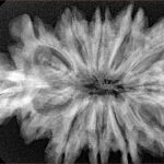 10+1+1 Mukhi Sawar 38.8mm 7.19gm - Xray