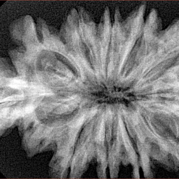 10+1+1 Mukhi Sawar 38.8mm 7.19gm - Xray