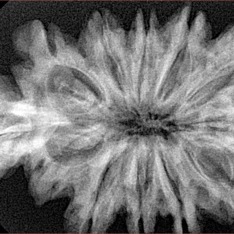 10+1+1 Mukhi Sawar 38.8mm 7.19gm - Xray
