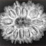 12 Mukhi Rudraksha 29.6mm 5.26gm - Xray